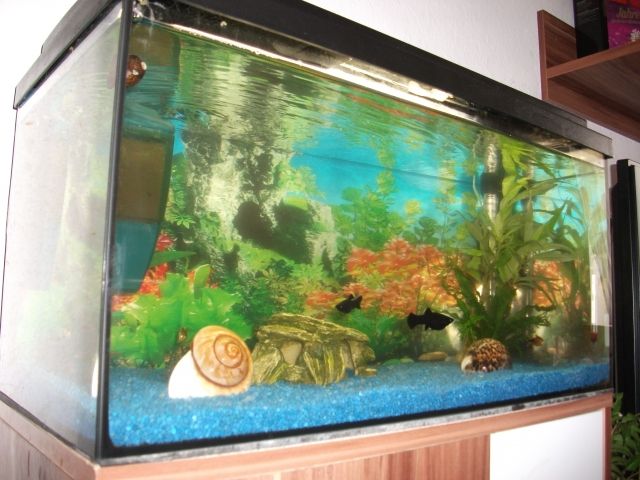 Aquarium mit Zubehör, Anrufen,vorbei kommen, mitnehmen  - Aquarien und Zubehoer - Erbach