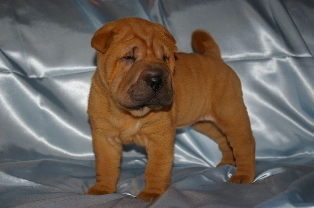 wunderschöne Shar Pei Welpen zu verkaufen | tieranzeigen.net