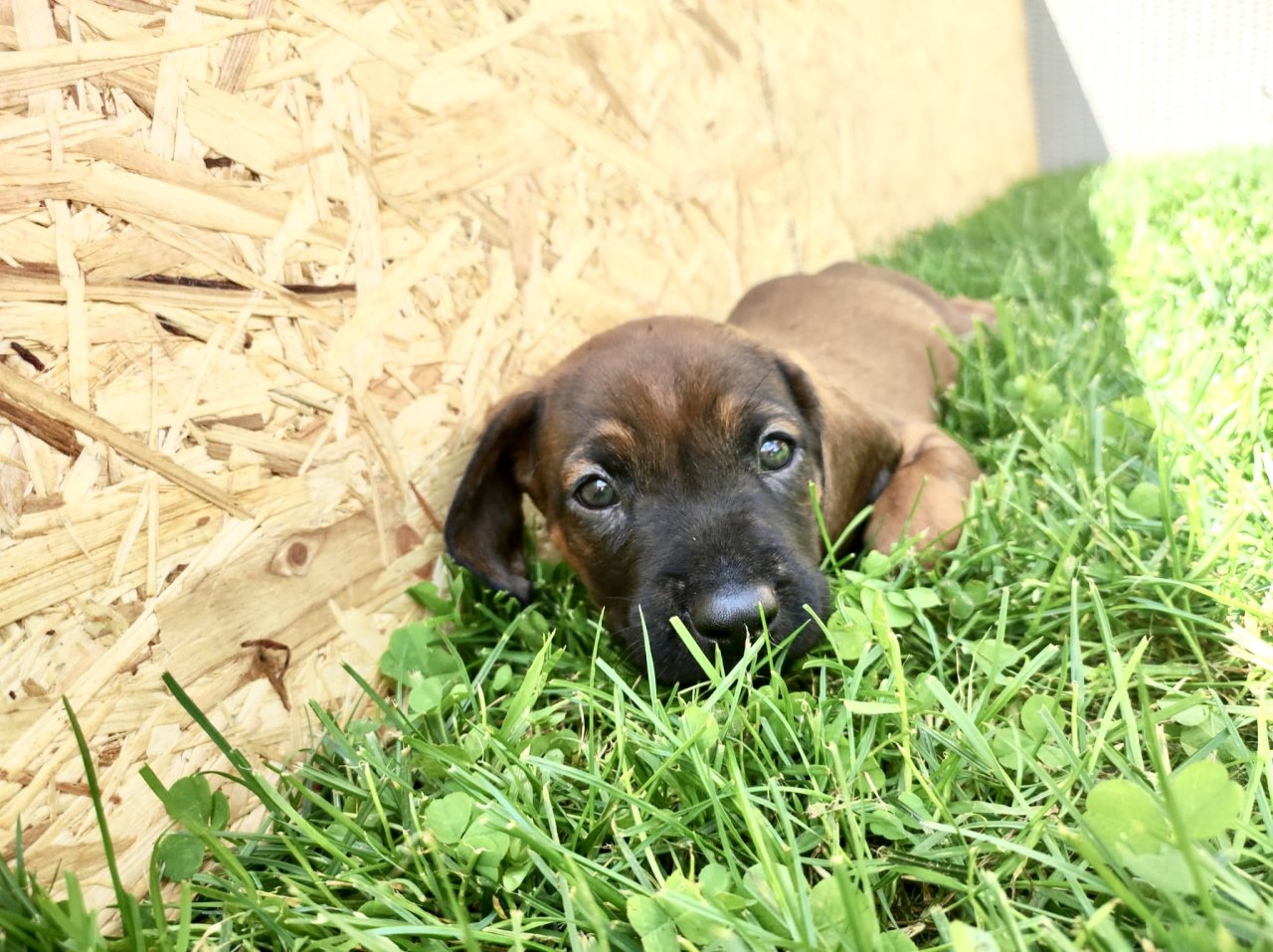 Bayerische Gebirgsschweißhunde Welpen - Hunde - Auetal Rolfshagen 