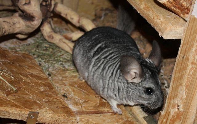 2 Chinchilla Standardmännchen abzugeben (*12/2008) - Nagetiere Allgemein - Darmstadt