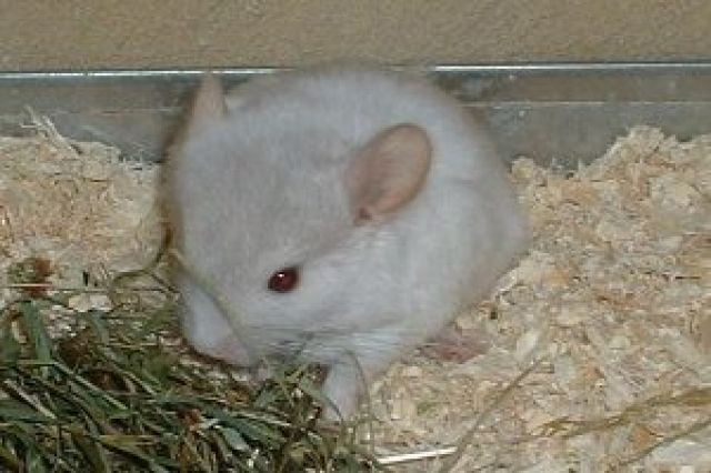 Chinchillababys abzugeben - Haustiere - 