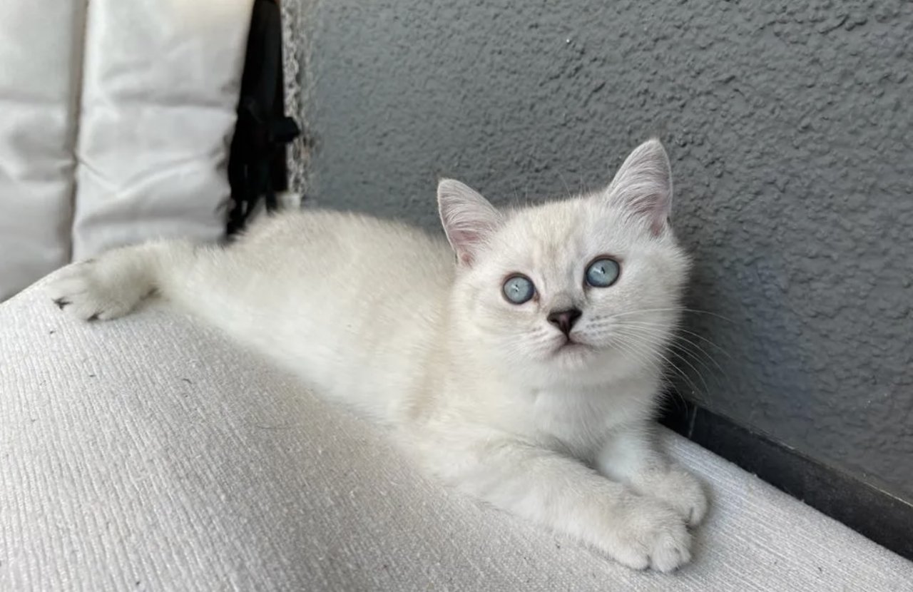 Abgabe bereite BKH blue point kitten - Katzen - Seligenstadt 