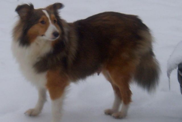 Sheltiehündin - Hunde - Zeetze