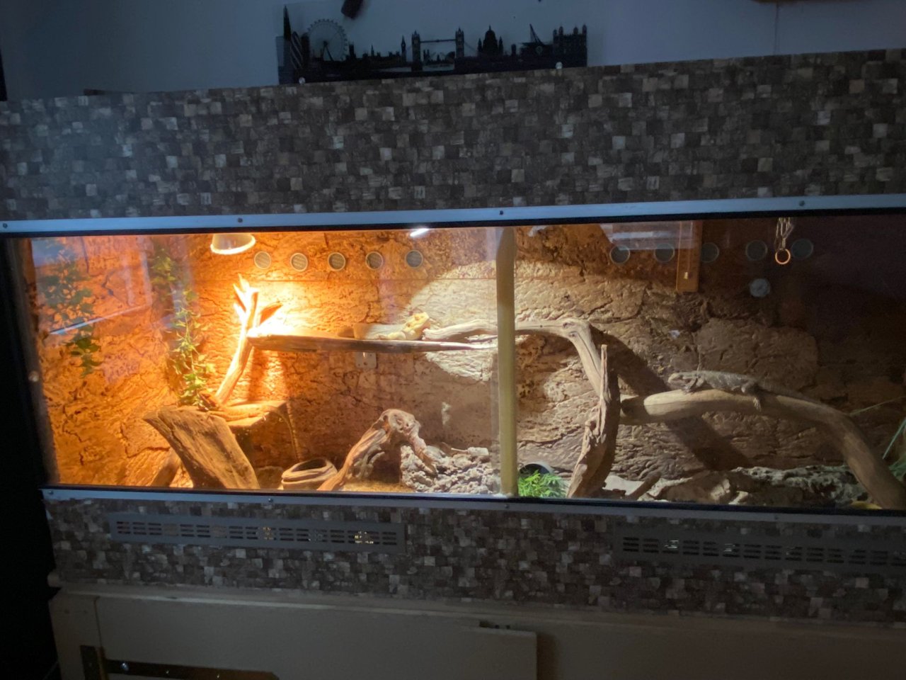 Terrarium mit 3 Bartagamen - Reptilien - Selb
