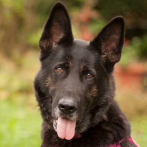 ELISA  - weiblich 8 Jahre 58 cm 33 kg Schäferhund Gechipt Nicht kastriert - Hunde - Lauf an der Pegnitz