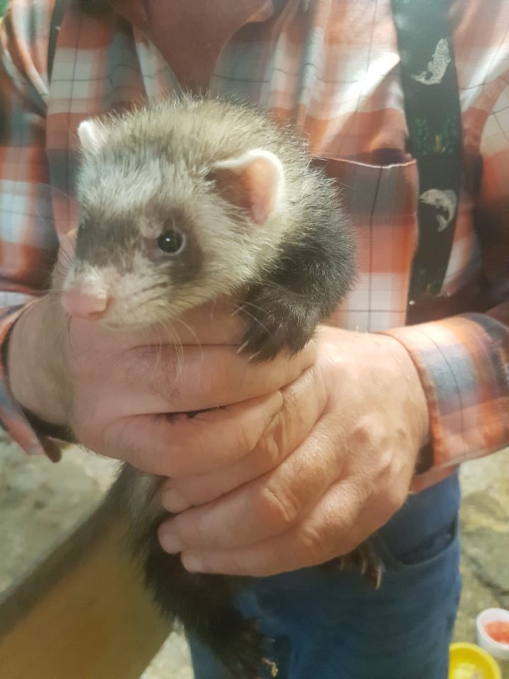 Junge Frettchenwelpen Iltisfarben - Sonstiges - Mühlheim am Main