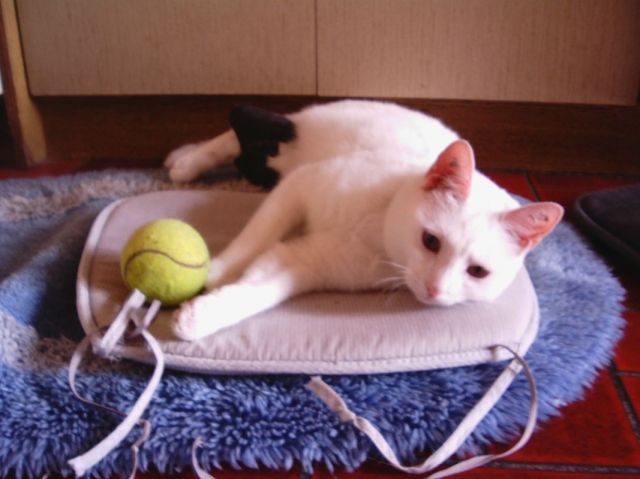 Weiße Katze in Rheda-Wiedenbrück entlaufen - Entlaufen Zugelaufen - Rheda-Wiedenbrück