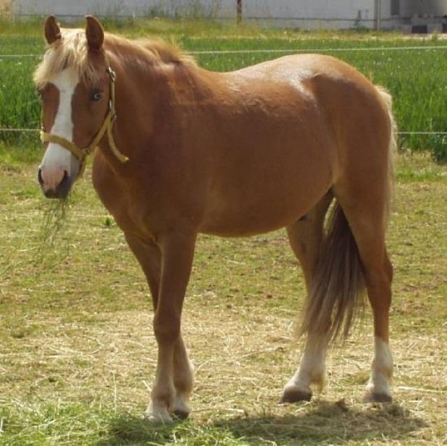 Bildschöner Palomino Wallach mit blauen Augen “Hatali“ - Pferde - 
