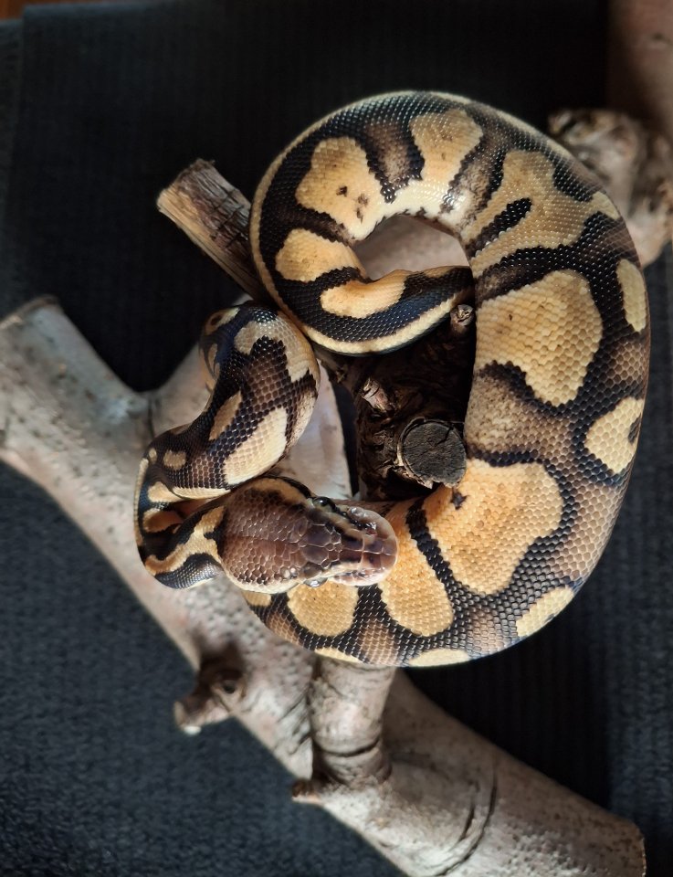 Biete Junge Königspython an - Reptilien - Datteln