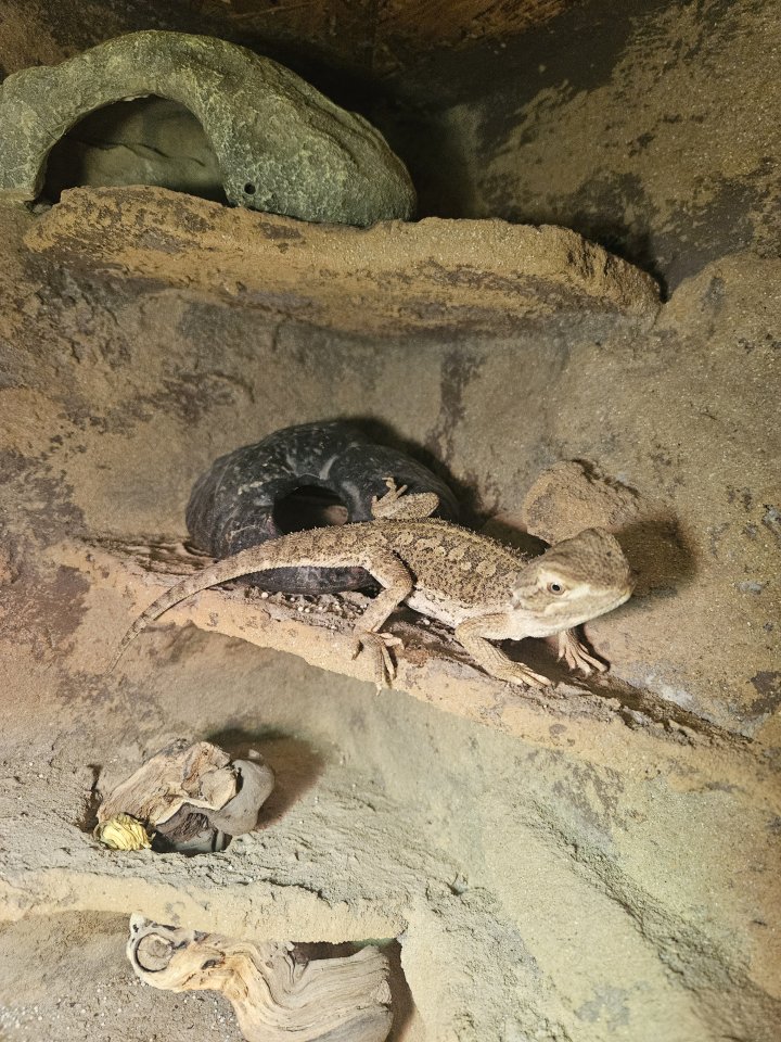 Zwergbartagame mit Terrarium - Reptilien - Berlin