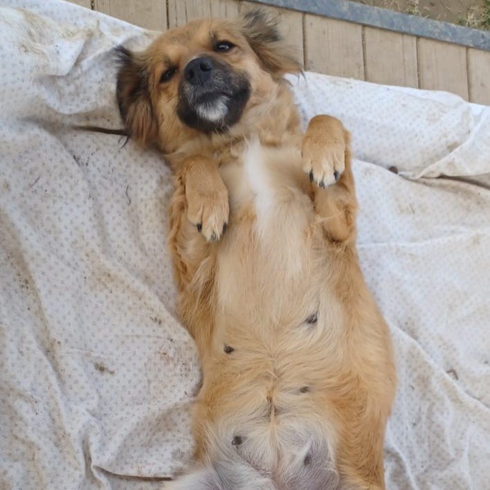 Fili / Status: sucht ein Zuhause - Hunde - Krefeld