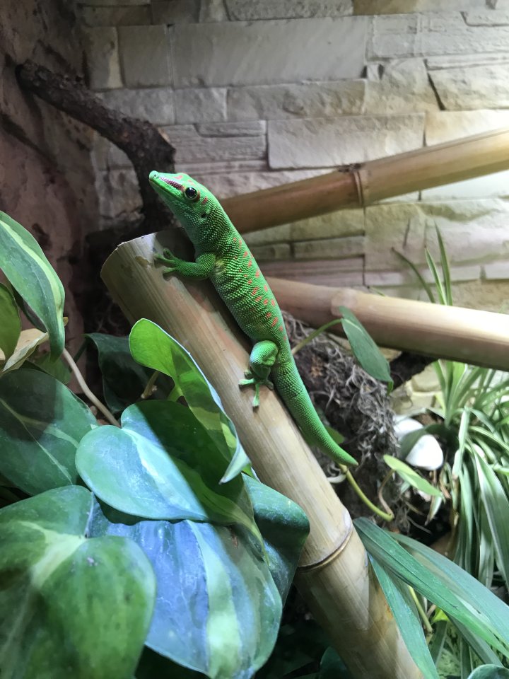 Phelsuma Grandis Weibchen (von 2016) - Reptilien - Essen