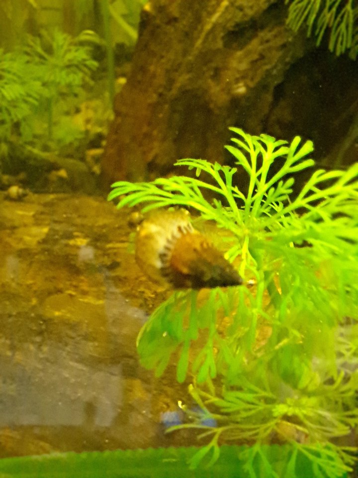 Gestachelten Turmdeckelschnecke - Fische - Köln