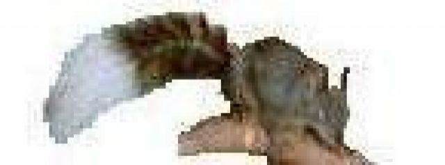 Eichhörnchen  aus Genehmigter Zucht - Sonst Nagetiere - Selfkant - Millen