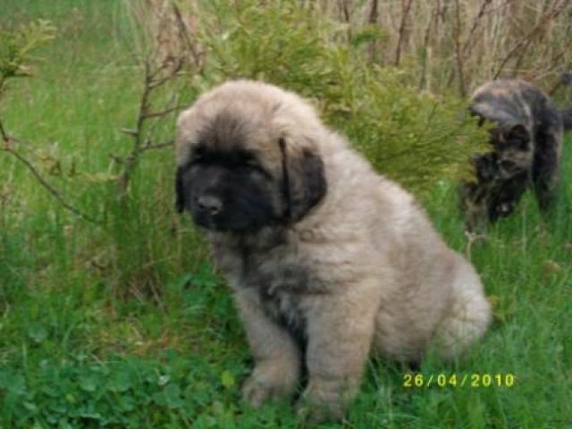 Leonberger-Welpen - Hunde - spreetal