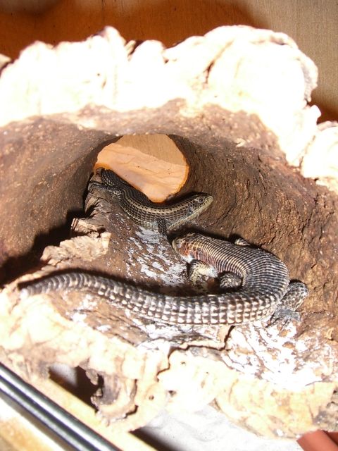 Verkaufe Gerrhosaurus pärchen  - Reptilien - berlin