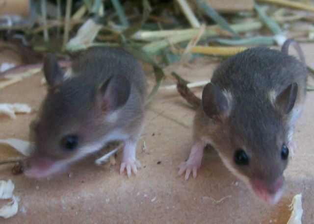 Afrikanische Zwergmäuse - Maeuse - Schauenburg