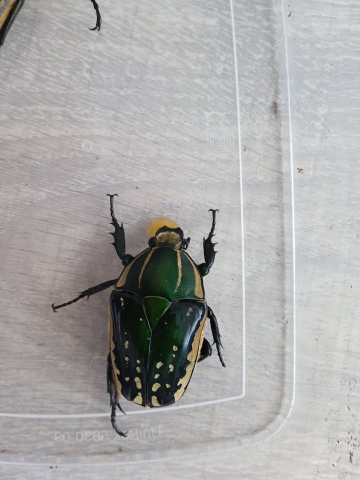 Mecynorrhina polyphemus confluens Larven - Insekten - Mistelbach