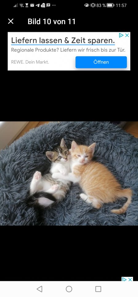 Kitten Kätzchen geb 25.05. - Katzen - Weichs