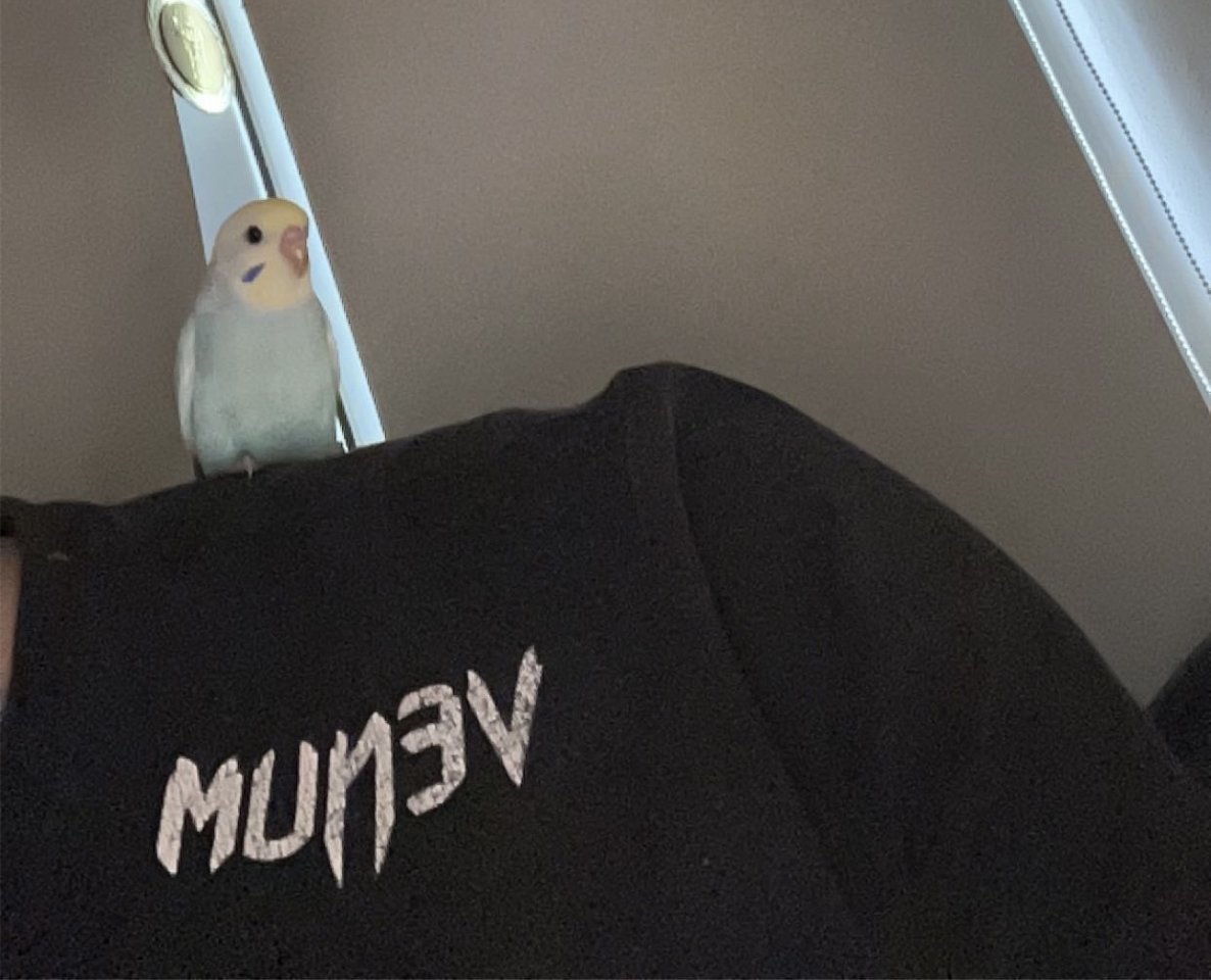 Wellesittich Rainbow jung - Voegel - Sauerlach