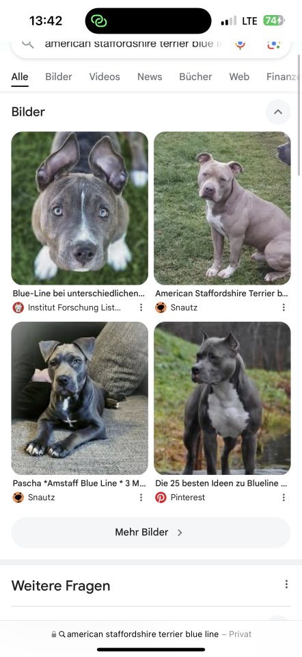 Pitbull blueline stafford sherier - Hunde - Moormerland