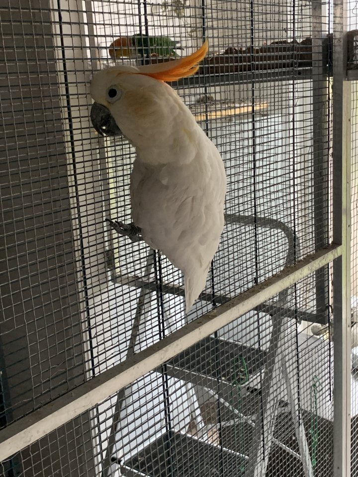 Orangenhaubenkakadu Henne - Voegel - Beilngries