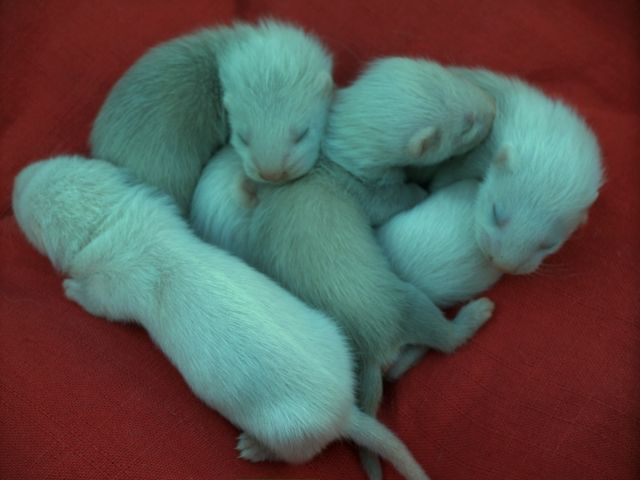 Frettchen welpen - Frettchen - hörstel