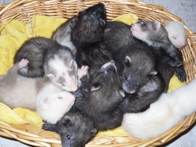              Frettchen -babys - Frettchen - kamp-lintfort