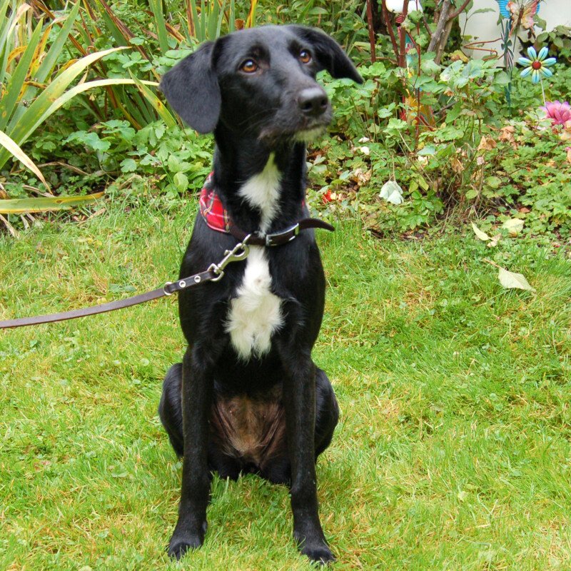 MEDDIE  weiblich  10 Monate  49 cm  15 kg  Mix  Gechipt  Kastriert - Hunde - Lauf an der Pegnitz