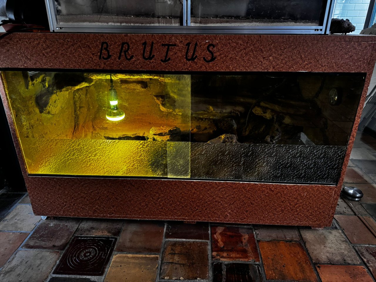 Bartagame mit Terrarium - Reptilien - Herzogenrath