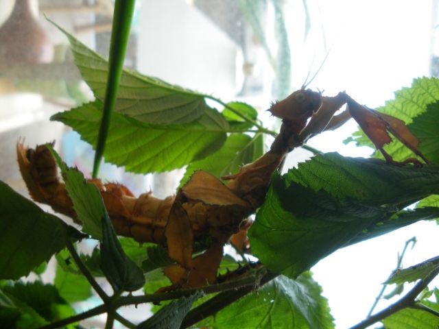 Australische Gespenstschrecken - Insekten - Bad Münder