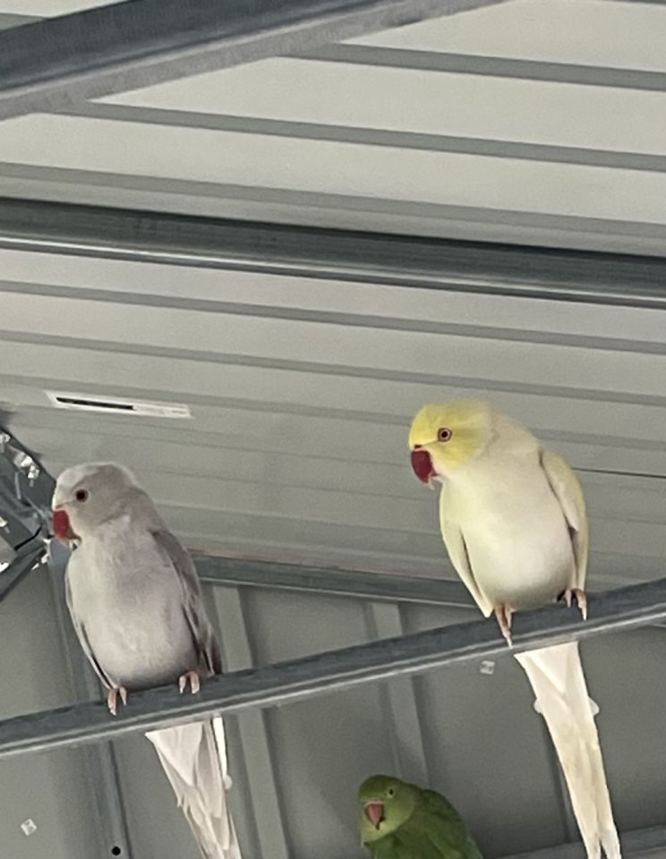 Halsbandsittiche Pärchen - Voegel - Bremen