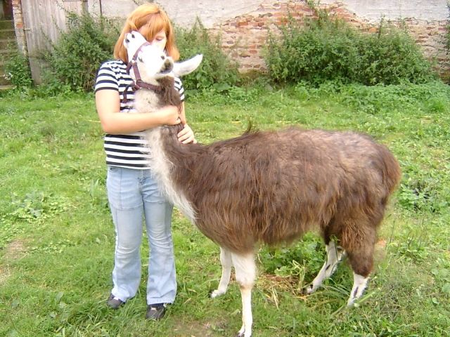 Ganz lieber Lamahengst - Sonstige Nutztiere - Parey