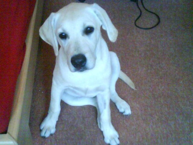 Verkaufe meinen labrador Benny - Hunde - Bad Liebenwerda