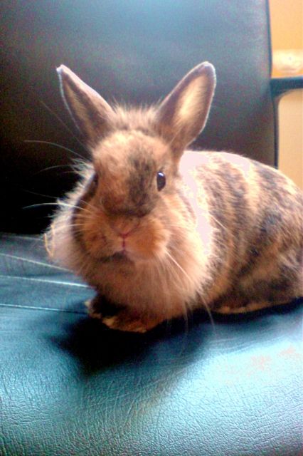 Zwergkaninchen Angel und Pepper suchen ein neues Zuhause - Hasen Kaninchen - Solingen