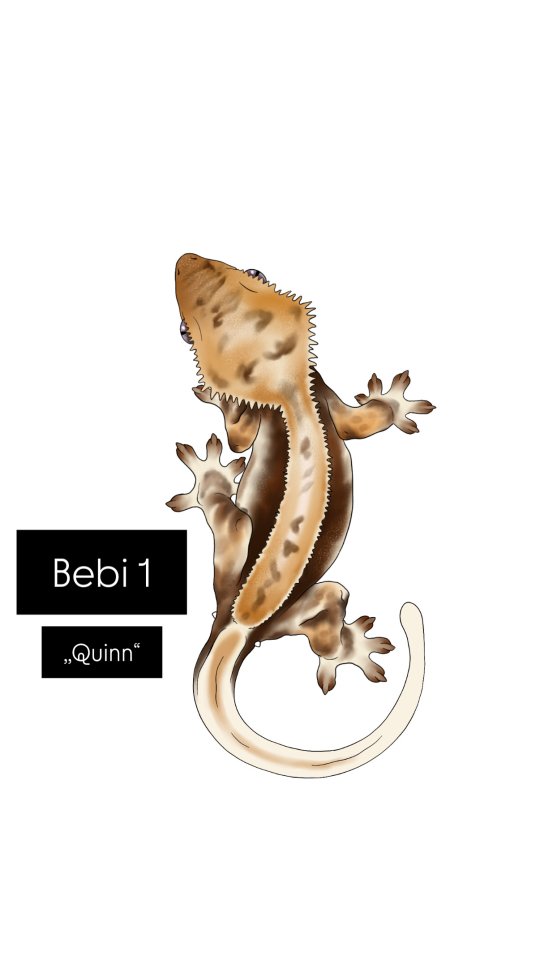 Kronengecko Babys Nachzucht Correlophus ciliatus - Reptilien - Schafflund