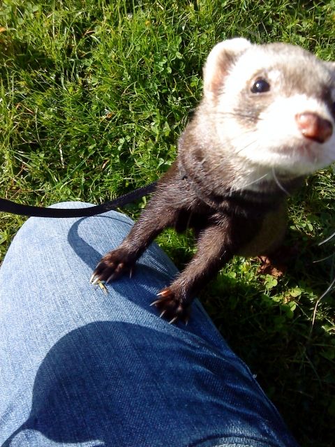 Frettchenrüde abzugeben - Frettchen - Oberpframmern