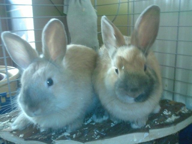 Neues Zuhause für süße Löwenkopf Zwergkaninchen - Hasen Kaninchen - Kamen