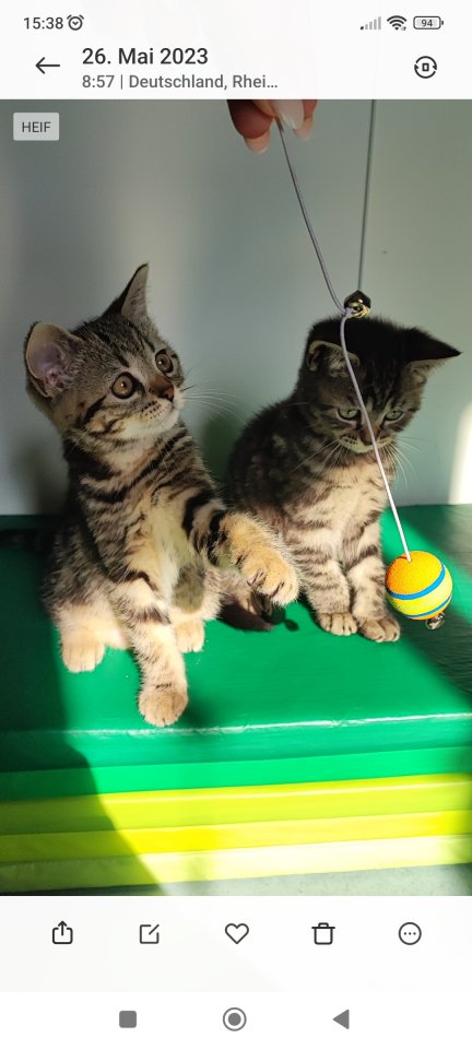 BKH Kitten.Babykatzen - Katzen - Speyer