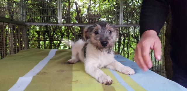 Parson Russell Terrier reinrassig - Hunde - Malchin