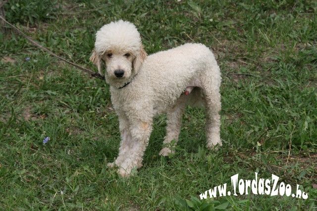 WÖLKCHEN sucht ....11Mon. nicht haarend,sehr lieb,Anfängerhund,Familienhund - Tiere In Not - hammersbach