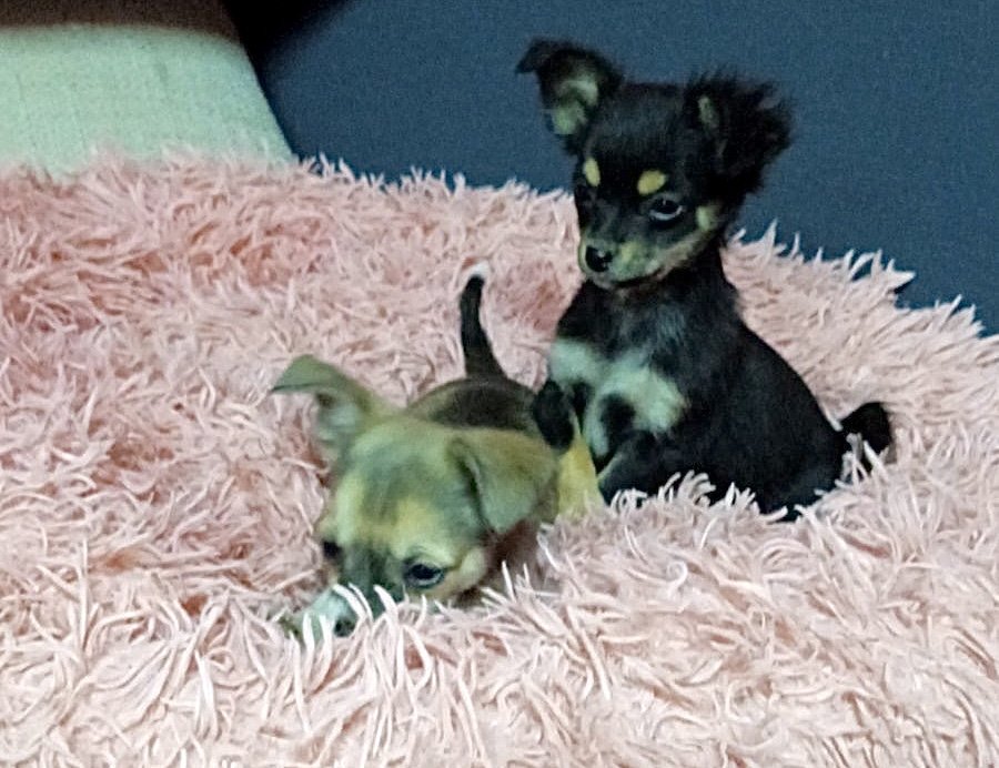 2 reinrassige Chihuahua Welpen - Hunde - Bad Soden Salmünster