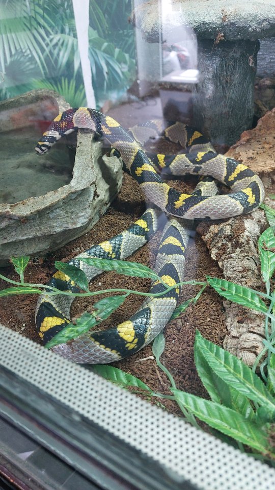 2 sehr schöne Mandarinen-Nattern - Reptilien - Essen