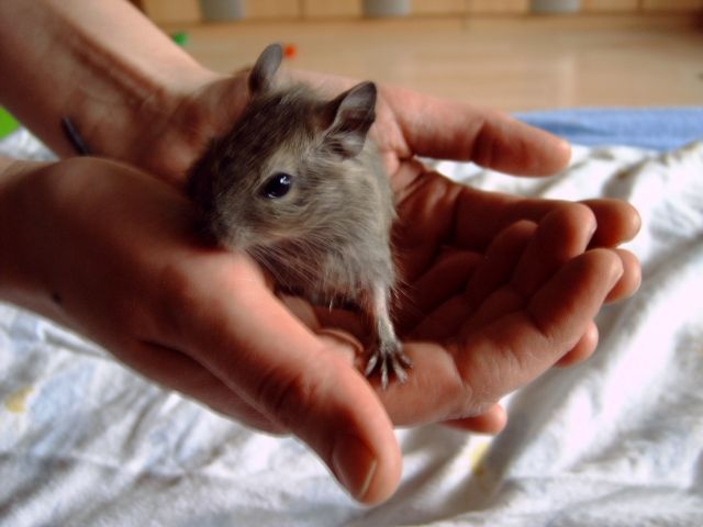 Degus zu verkaufen. - Sonst Nagetiere - Brilon