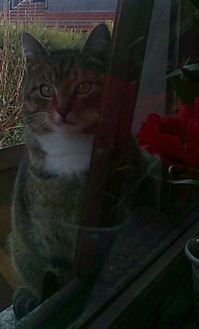 Hunde- und katzenverträglicher Traumschmusekater wünscht sich ein Zuhause mit  - Katzen - Höhn