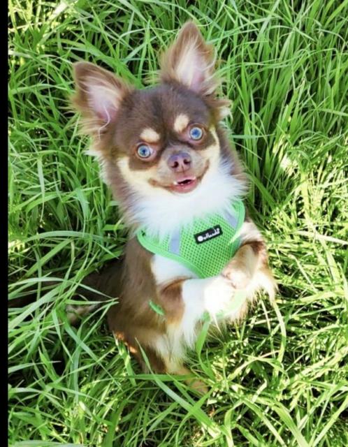 Chihuahua Rüde  - Hunde - Freilassing 