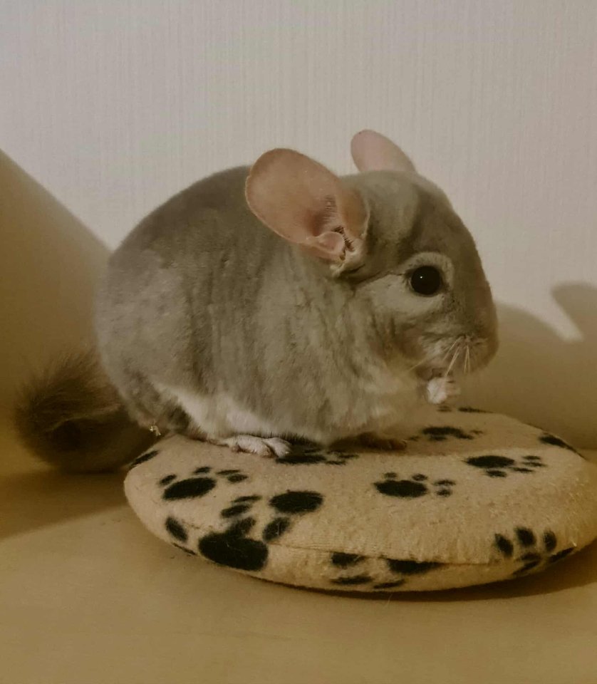 Chinchilla-Vermittlungshilfe - Kostenlos und mit Herz - Nagetiere -  Hannover