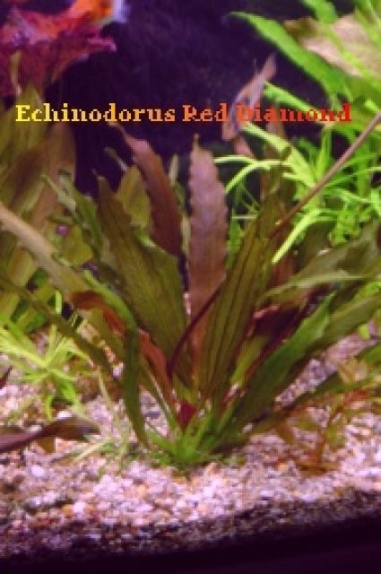Aquarienpflanzen a.Hobbyzucht - Fische - Hille