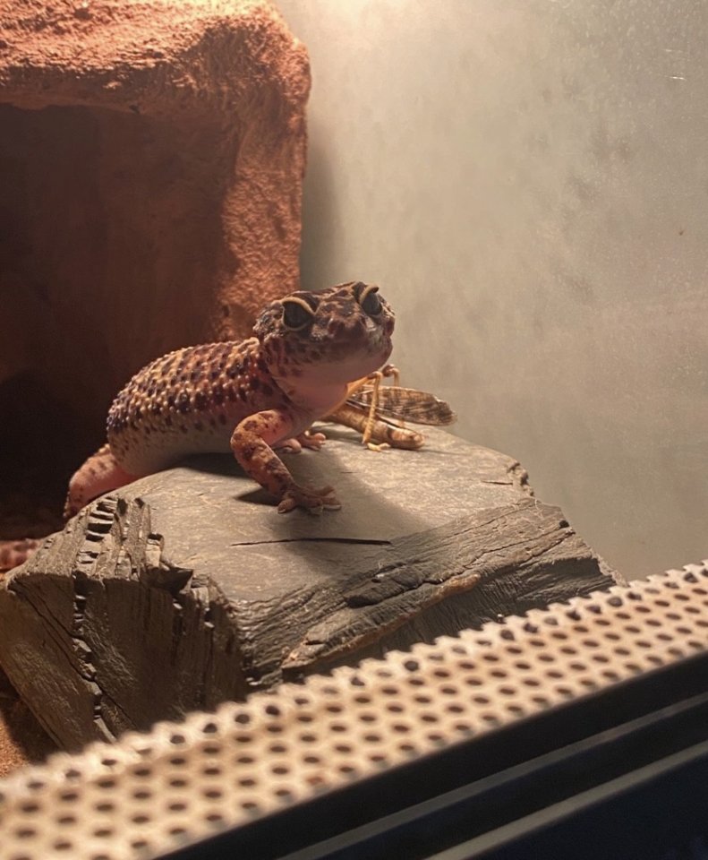 Leopardengeckos zu verkaufen - Reptilien - Petersberg