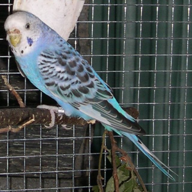 Blaue Wellensittich-Henne in Freising zugeflogen - Voegel - Freising